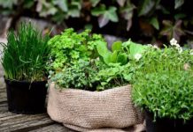 Πολύτιμα βότανα που μπορείς εύκολα να έχεις στο μπαλκόνι σου HERBS