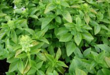 Οι ευεργετικές του ιδιότητες του βασιλικού