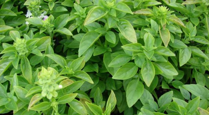 Οι ευεργετικές του ιδιότητες του βασιλικού