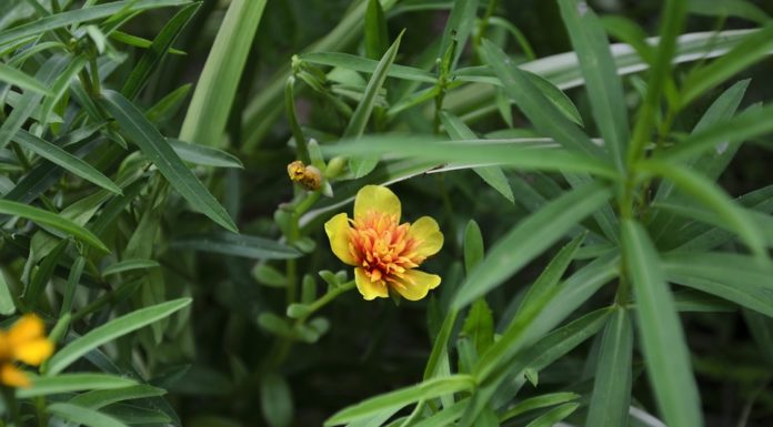 Εστραγκόν, το αρωματικό βότανο με τις θεραπευτικές ιδιότητες TARRAGON HERB