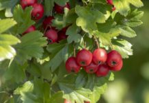 Κράταιγος για την καρδιά, μνήμη, χοληστερίνη , τόνωση και αντιγήρανση