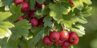 Κράταιγος για την καρδιά, μνήμη, χοληστερίνη , τόνωση και αντιγήρανση