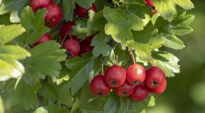 Κράταιγος για την καρδιά, μνήμη, χοληστερίνη , τόνωση και αντιγήρανση