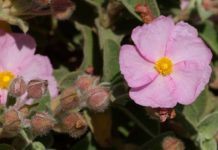 Κίστος, το θαυματουργό βότανο από την αρχαιότητα