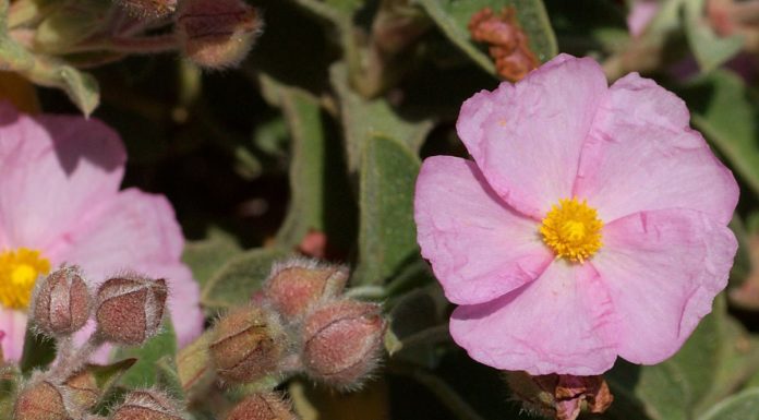 Κίστος, το θαυματουργό βότανο από την αρχαιότητα