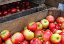 Μήλο: Πλούσιο σε οφέλη και βιταμίνες, αποτρέπει την εμφάνιση του καρκίνου RED APPLES