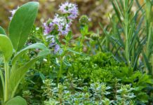 Φασκόμηλο, το βότανο της μακροζωϊας SAGE HERB