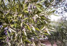 Τα φύλλα της ελιάς, είναι ασπίδα για την υγεία μας OLIVE TREE