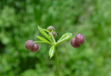 Γάλιο, το ισχυρό βότανο για ανοσοποιητικό, αδένες, νεφρά, καρκίνο κ.α. GALIUM HERB