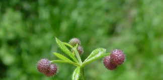 GALIUM HERB