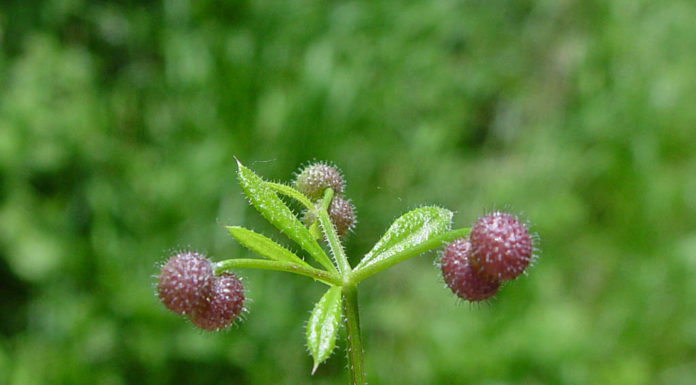 Γάλιο, το ισχυρό βότανο για ανοσοποιητικό, αδένες, νεφρά, καρκίνο κ.α. GALIUM HERB