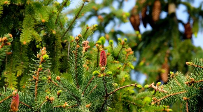 Τσάι από πευκοβελόνες με θαυματουργές ιδιότητες PINES NEEDLES