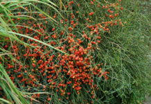 Εφέδρα, το φαρμακευτικό αλλά και επικίνδυνο βότανο RED HERB