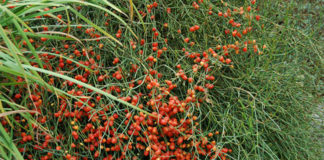 Εφέδρα, το φαρμακευτικό αλλά και επικίνδυνο βότανο RED HERB