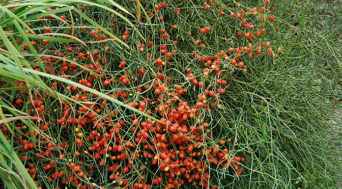 Εφέδρα, το φαρμακευτικό αλλά και επικίνδυνο βότανο RED HERB