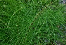 Πολυκόμπι, το φαρμακευτικό, θαυματουργό βότανο GREEN TREE HERB